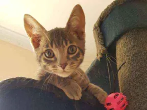 Gato raça SRD idade 2 a 6 meses nome Bruce Grey