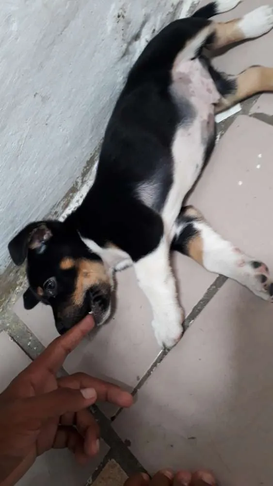 Cachorro ra a Salsicha com pinscher idade Abaixo de 2 meses nome Não tem nome
