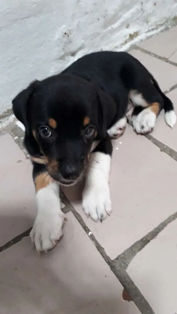 Cachorro ra a Salsicha com pinscher idade Abaixo de 2 meses nome Não tem nome