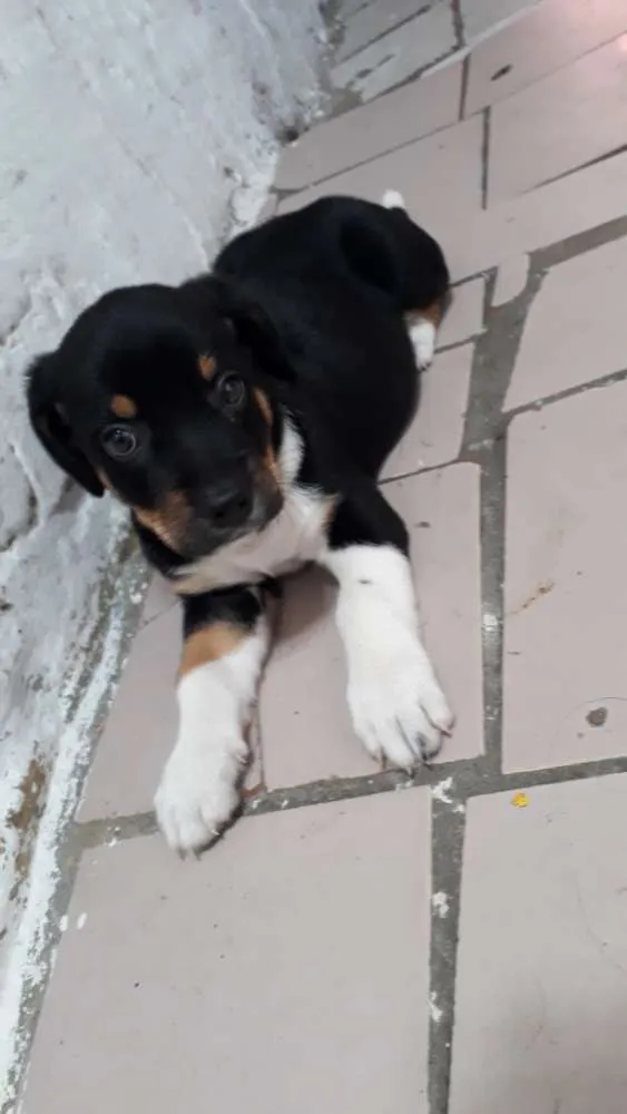 Cachorro ra a Salsicha com pinscher idade Abaixo de 2 meses nome Não tem nome