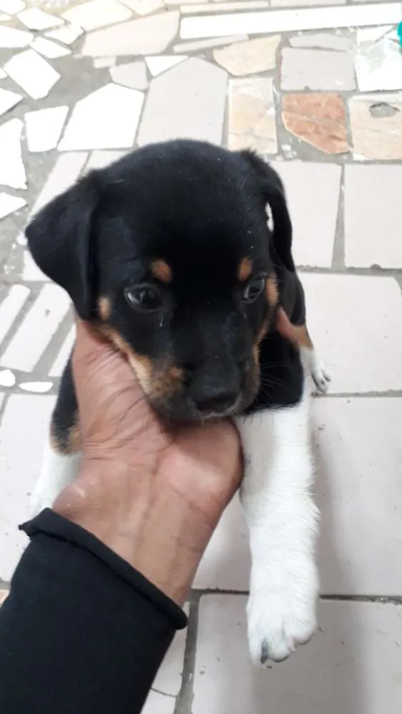 Cachorro ra a Salsicha com pinscher idade Abaixo de 2 meses nome Não tem nome