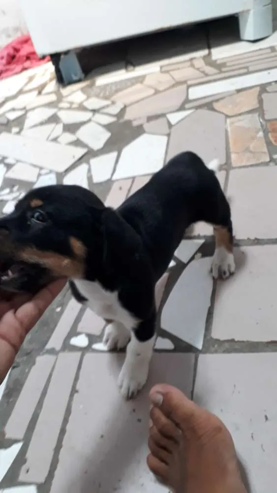 Cachorro ra a Salsicha com pinscher idade Abaixo de 2 meses nome Não tem nome