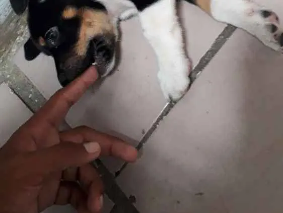 Cachorro ra a Salsicha com pinscher idade Abaixo de 2 meses nome Não tem nome