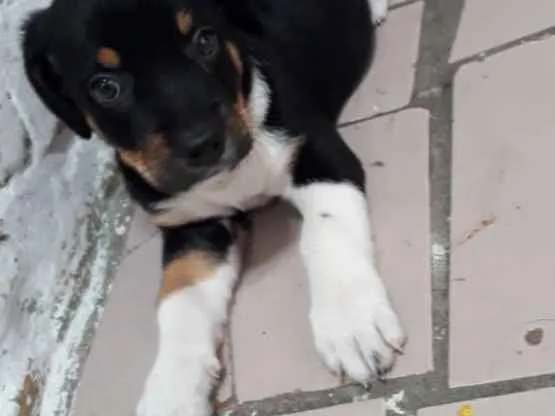 Cachorro ra a Salsicha com pinscher idade Abaixo de 2 meses nome Não tem nome