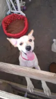 Belinha