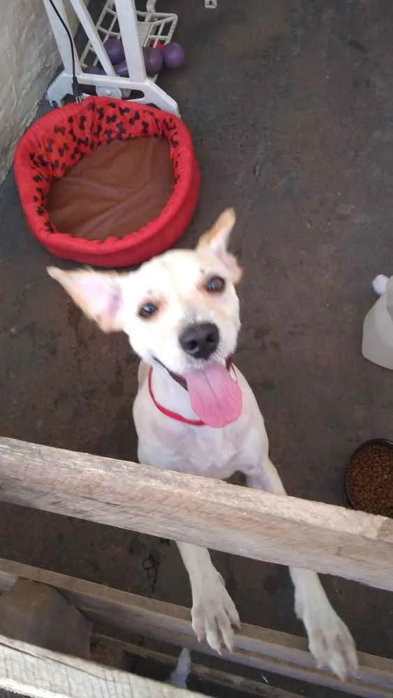 Cachorro ra a Vira-lata idade 2 anos nome Belinha