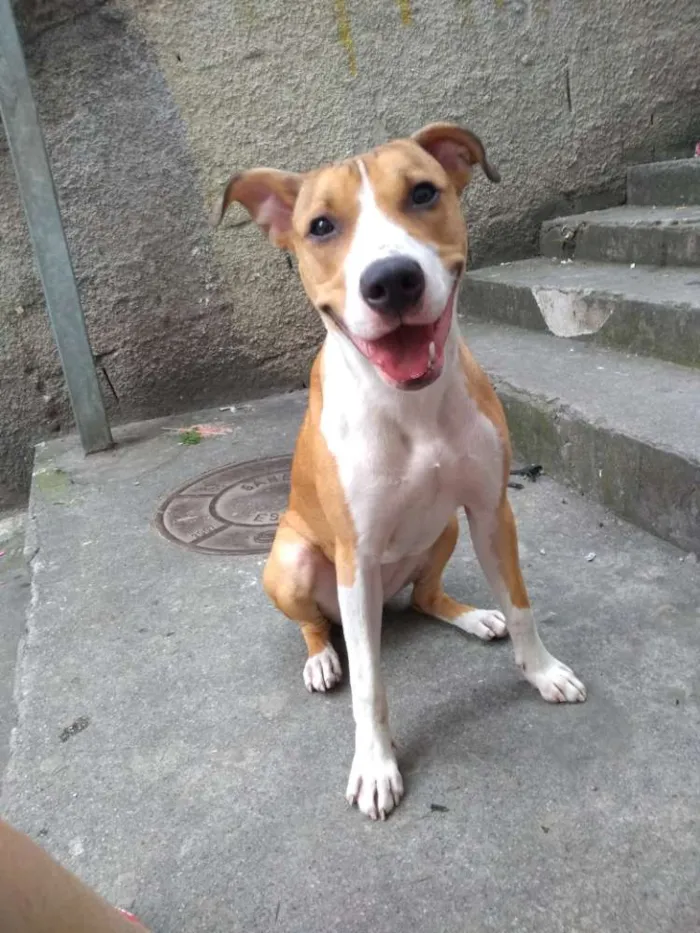 Cachorro ra a Indefinida idade 7 a 11 meses nome Lola