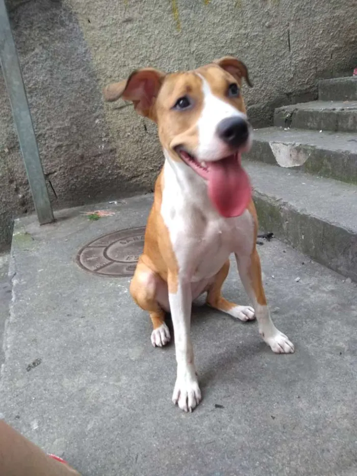 Cachorro ra a Indefinida idade 7 a 11 meses nome Lola
