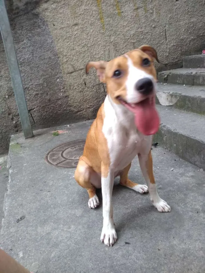 Cachorro ra a Indefinida idade 7 a 11 meses nome Lola
