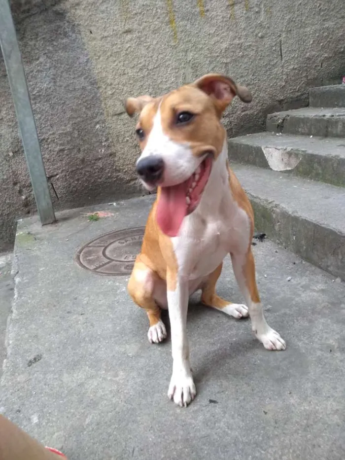 Cachorro ra a Indefinida idade 7 a 11 meses nome Lola