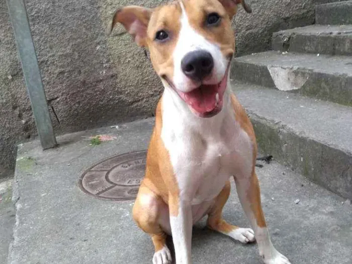 Cachorro ra a Indefinida idade 7 a 11 meses nome Lola