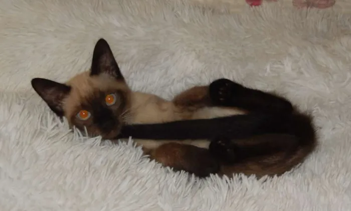 Gato ra a Siamês idade 2 a 6 meses nome Biscoito