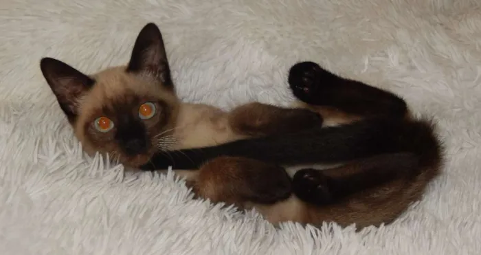 Gato ra a Siamês idade 2 a 6 meses nome Biscoito
