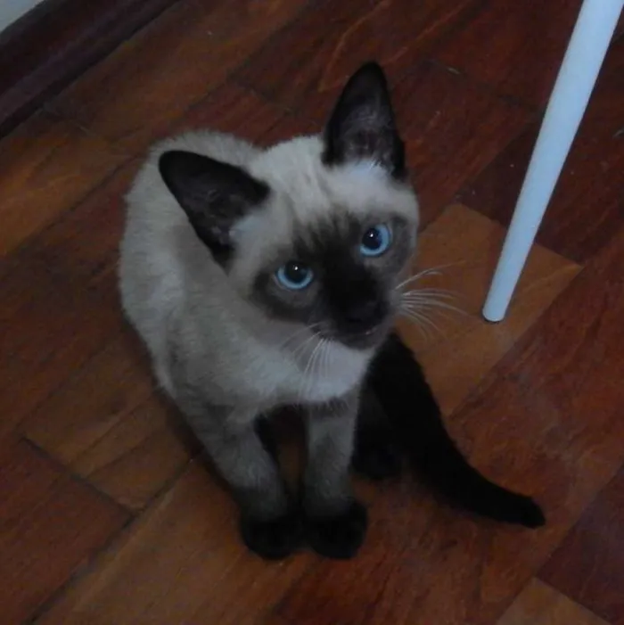 Gato ra a Siamês idade 2 a 6 meses nome Biscoito