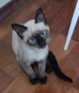 Biscoito