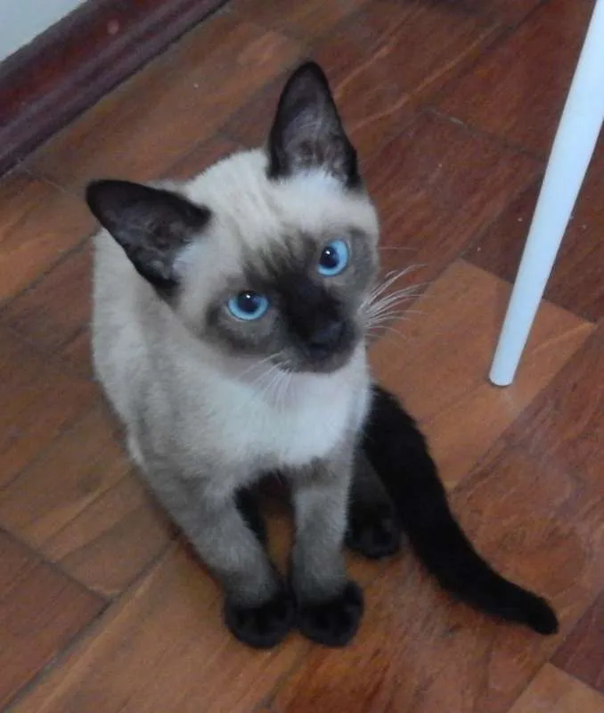 Gato ra a Siamês idade 2 a 6 meses nome Biscoito