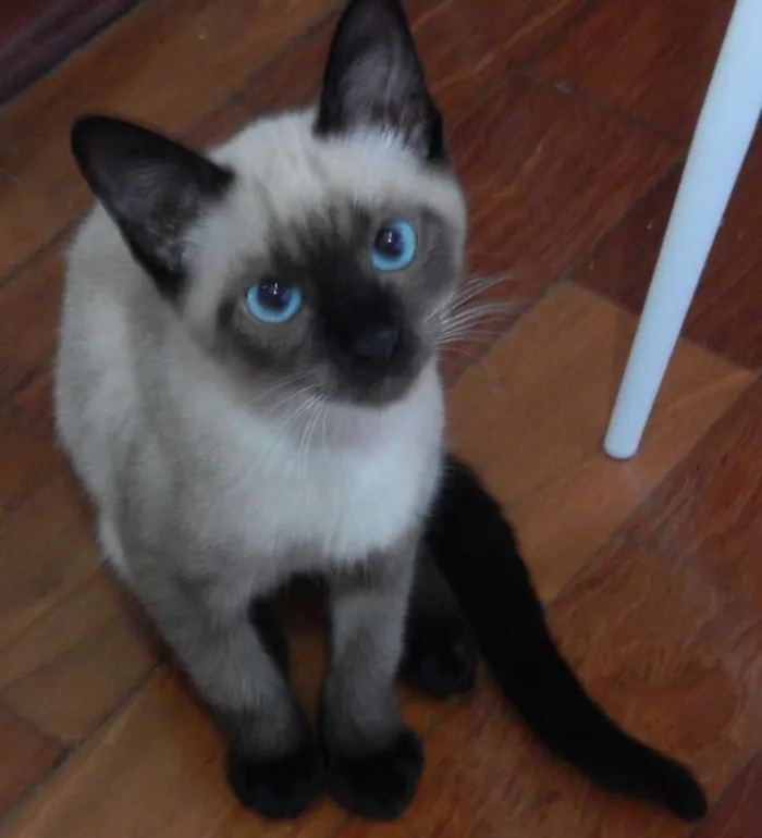 Gato ra a Siamês idade 2 a 6 meses nome Biscoito