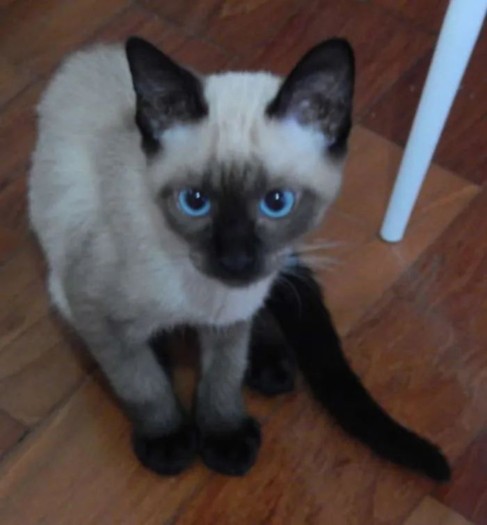 Gato ra a Siamês idade 2 a 6 meses nome Biscoito