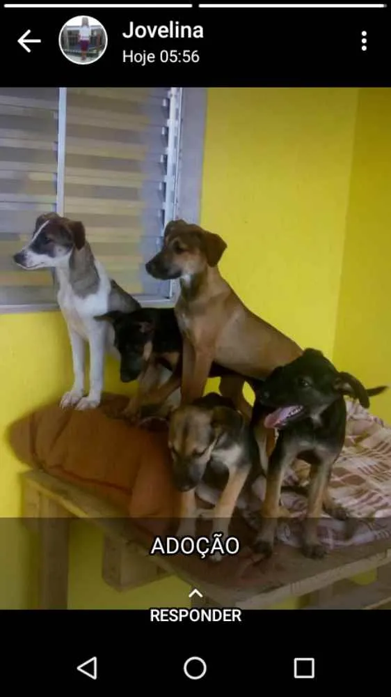 Cachorro ra a Sem raça definida  idade 2 a 6 meses nome Não tem até o moment