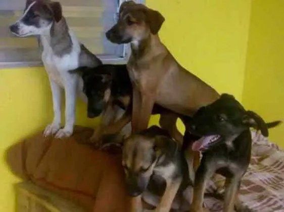 Cachorro ra a Sem raça definida  idade 2 a 6 meses nome Não tem até o moment