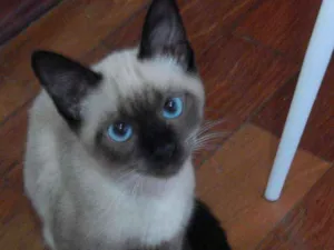 Gato raça Siamês idade 2 a 6 meses nome Biscoito