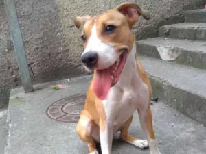 Cachorro raça Indefinida idade 7 a 11 meses nome Lola
