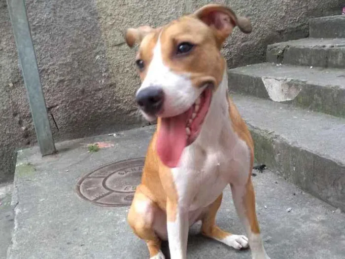 Cachorro ra a Indefinida idade 7 a 11 meses nome Lola