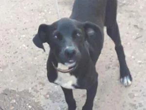Cachorro raça Vira Lata idade 2 a 6 meses nome Ayla