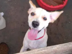 Cachorro raça Vira-lata idade 2 anos nome Belinha