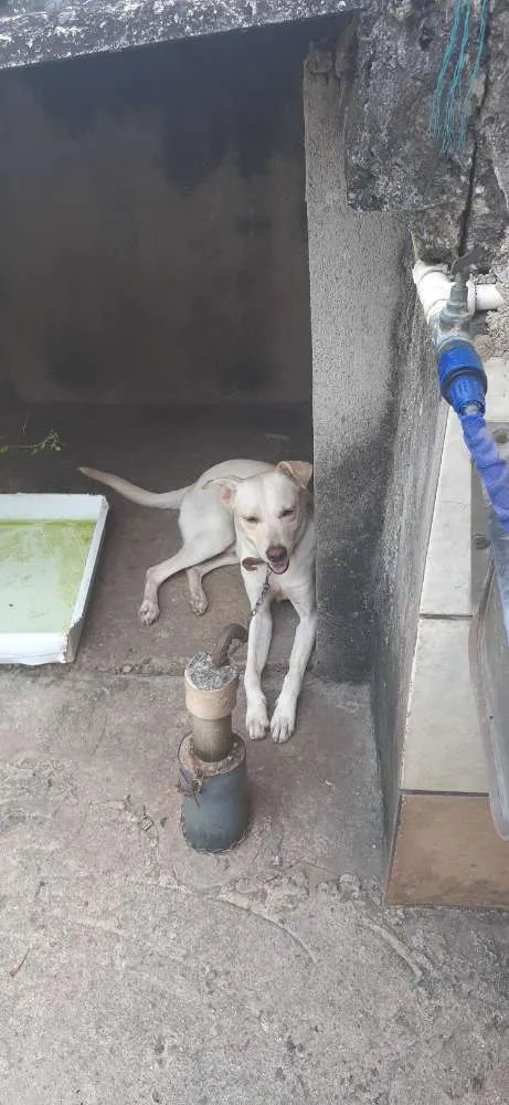 Cachorro raça SRD idade 1 ano nome Caramelo 