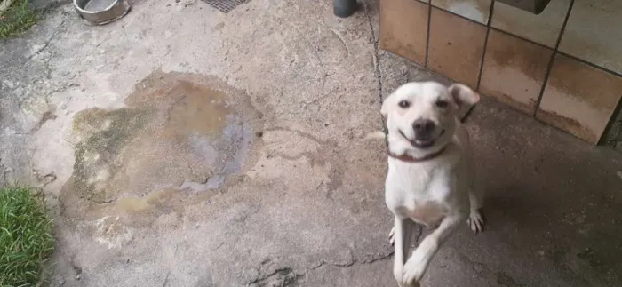 Cachorro raça SRD idade 1 ano nome Caramelo 