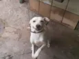 Caramelo 