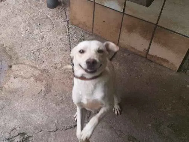 Cachorro raça SRD idade 1 ano nome Caramelo 