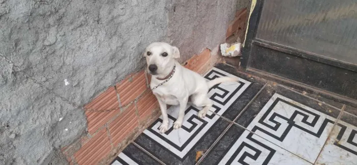 Cachorro raça SRD idade 1 ano nome Puro osso