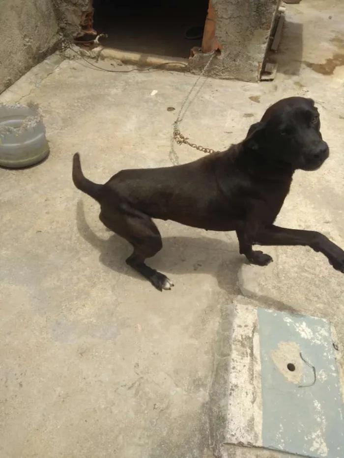 Cachorro ra a Misturado com labrador idade 4 anos nome Mantley