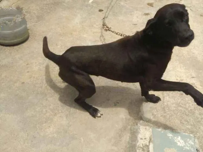 Cachorro ra a Misturado com labrador idade 4 anos nome Mantley