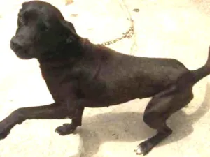 Cachorro raça Misturado com labrador idade 4 anos nome Mantley