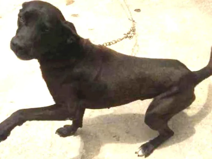 Cachorro ra a Misturado com labrador idade 4 anos nome Mantley