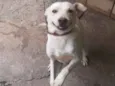 Caramelo 