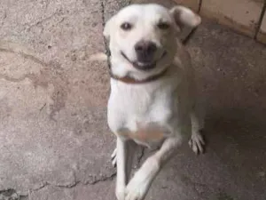 Cachorro raça SRD idade 1 ano nome Caramelo 