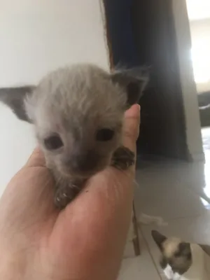 Gato raça Siamês  idade Abaixo de 2 meses nome Filhotes 
