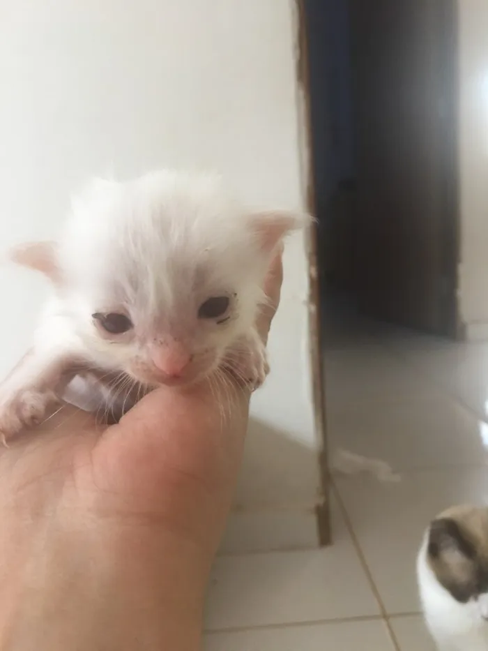 Gato ra a Siamês  idade Abaixo de 2 meses nome Filhotes 