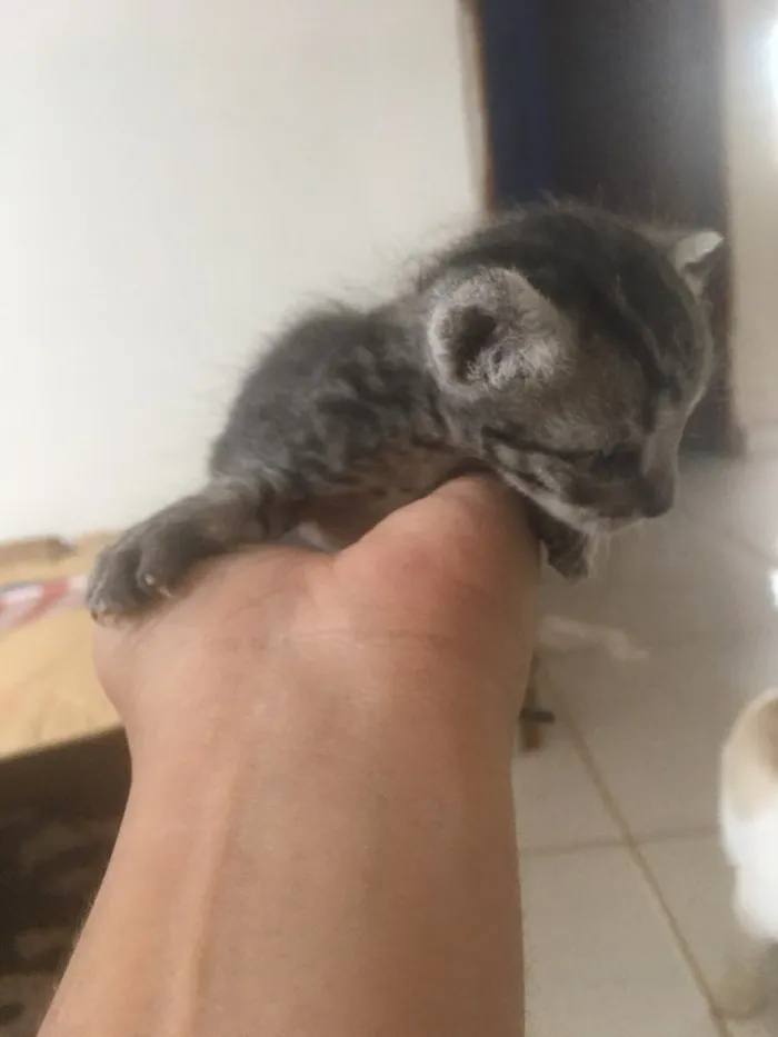 Gato ra a Siamês  idade Abaixo de 2 meses nome Filhotes 
