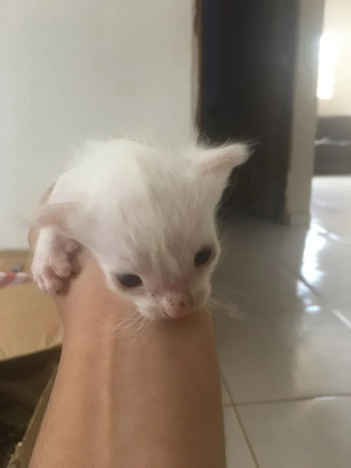 Gato ra a Siamês  idade Abaixo de 2 meses nome Filhotes 