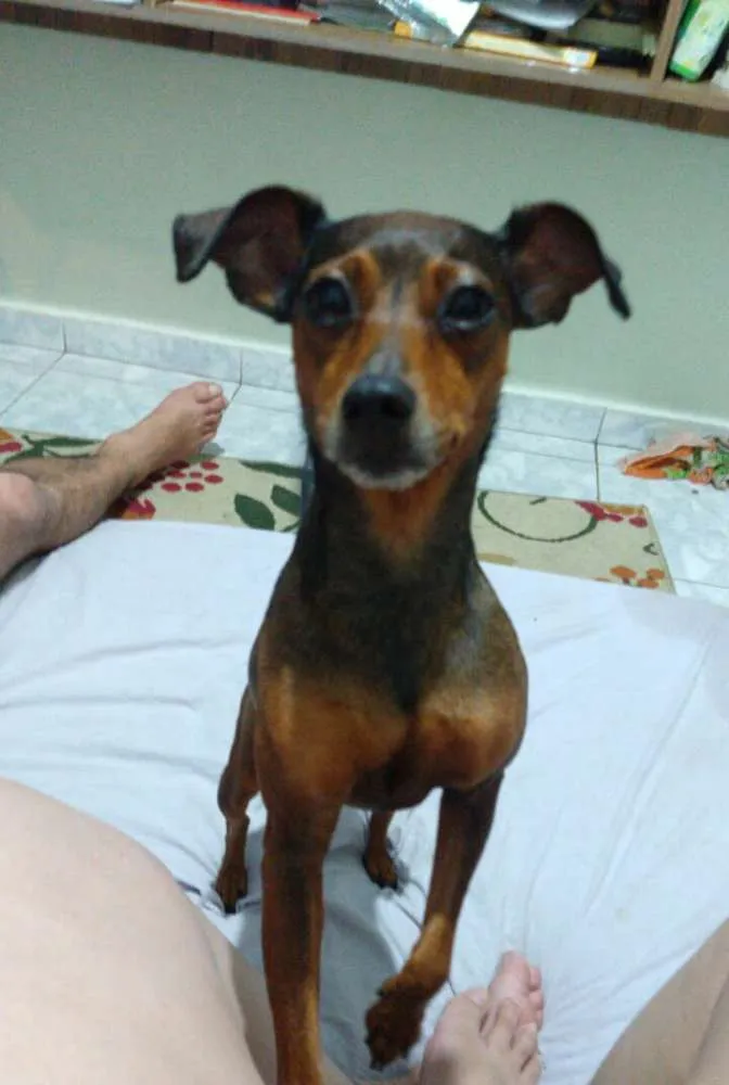 Cachorro ra a Mestiça  ( pinscher) idade 3 anos nome Mel 
