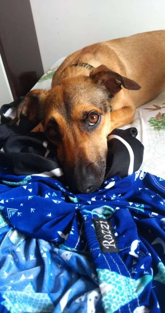 Cachorro ra a Vira Lata idade 1 ano nome Sheik