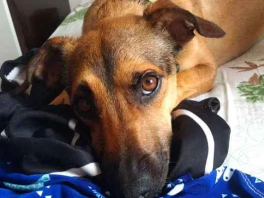 Cachorro ra a Vira Lata idade 1 ano nome Sheik