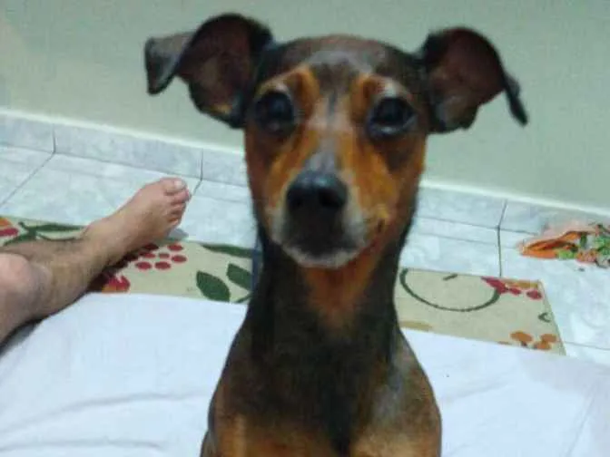 Cachorro ra a Mestiça  ( pinscher) idade 3 anos nome Mel 