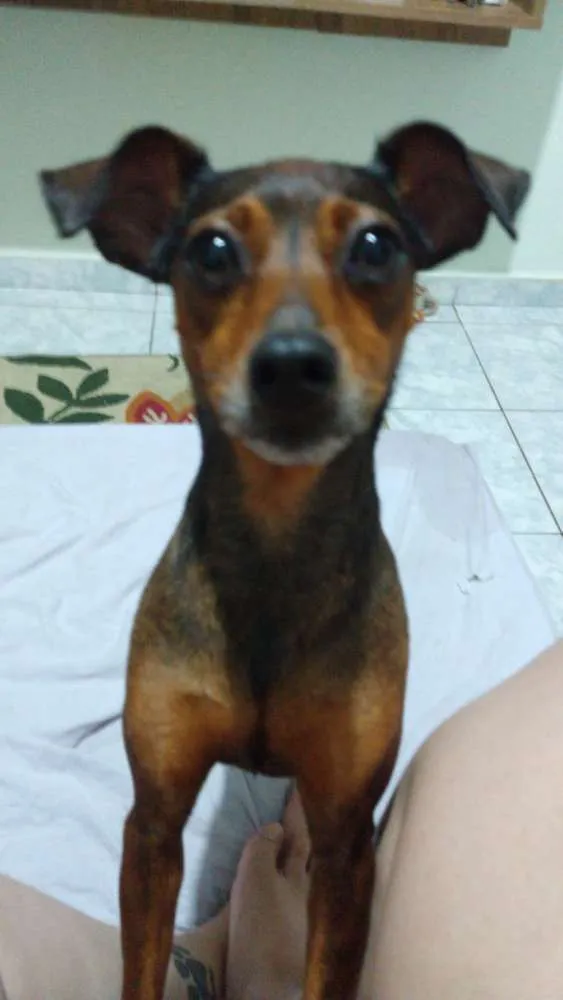 Cachorro ra a Mestiça  ( pinscher) idade 3 anos nome Mel 