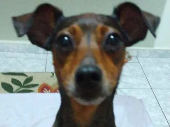 Cachorro ra a Mestiça  ( pinscher) idade 3 anos nome Mel 